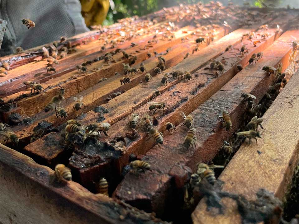 Abejas