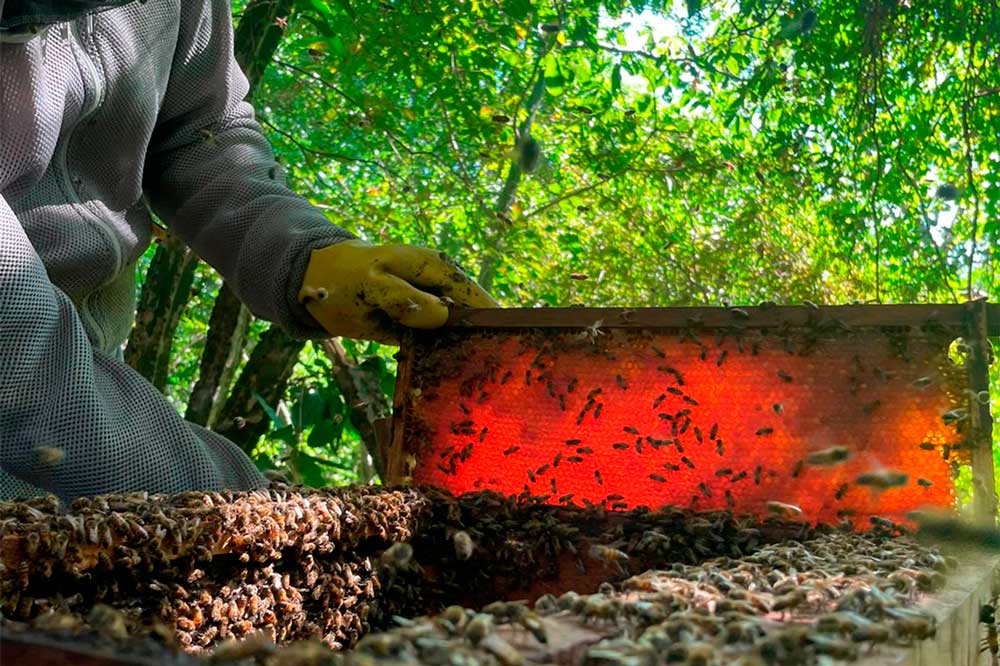 abejas