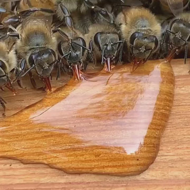 Abejas y miel