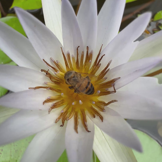 Abeja en flor