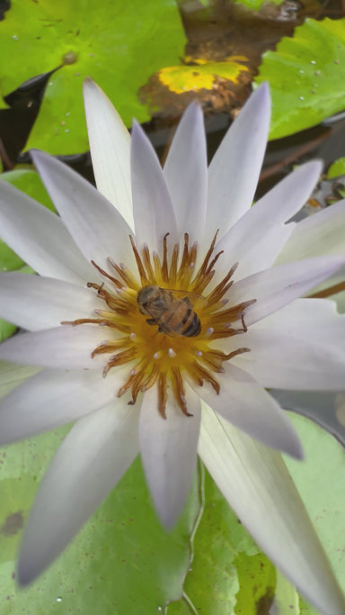 Abeja en flor